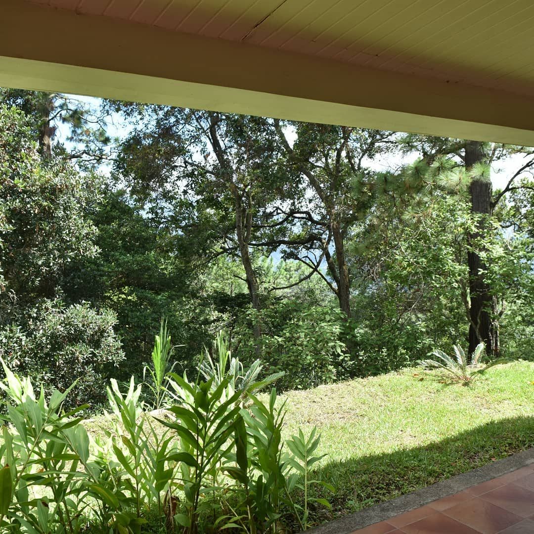 Forest view from the porch
