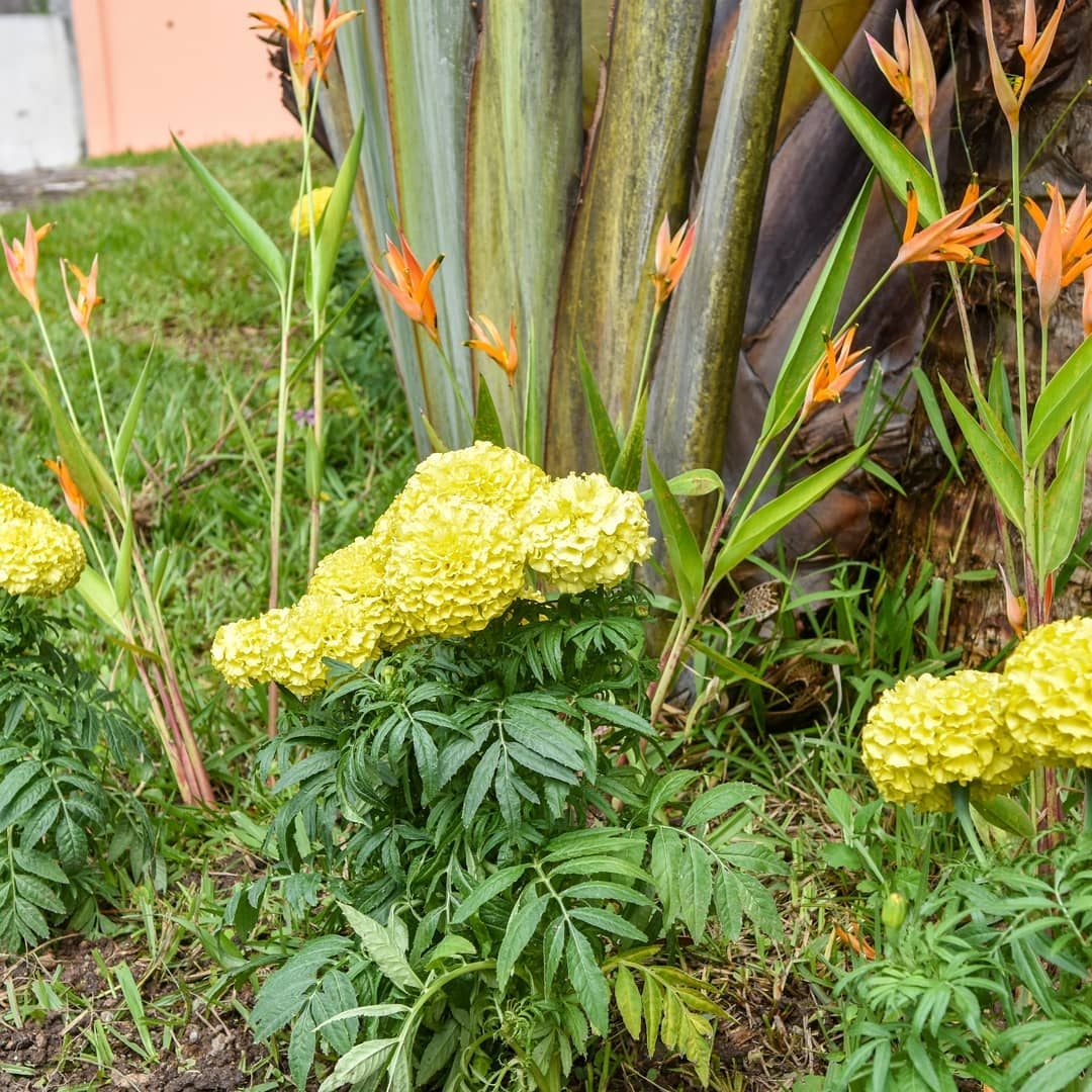 Flowers in the garden