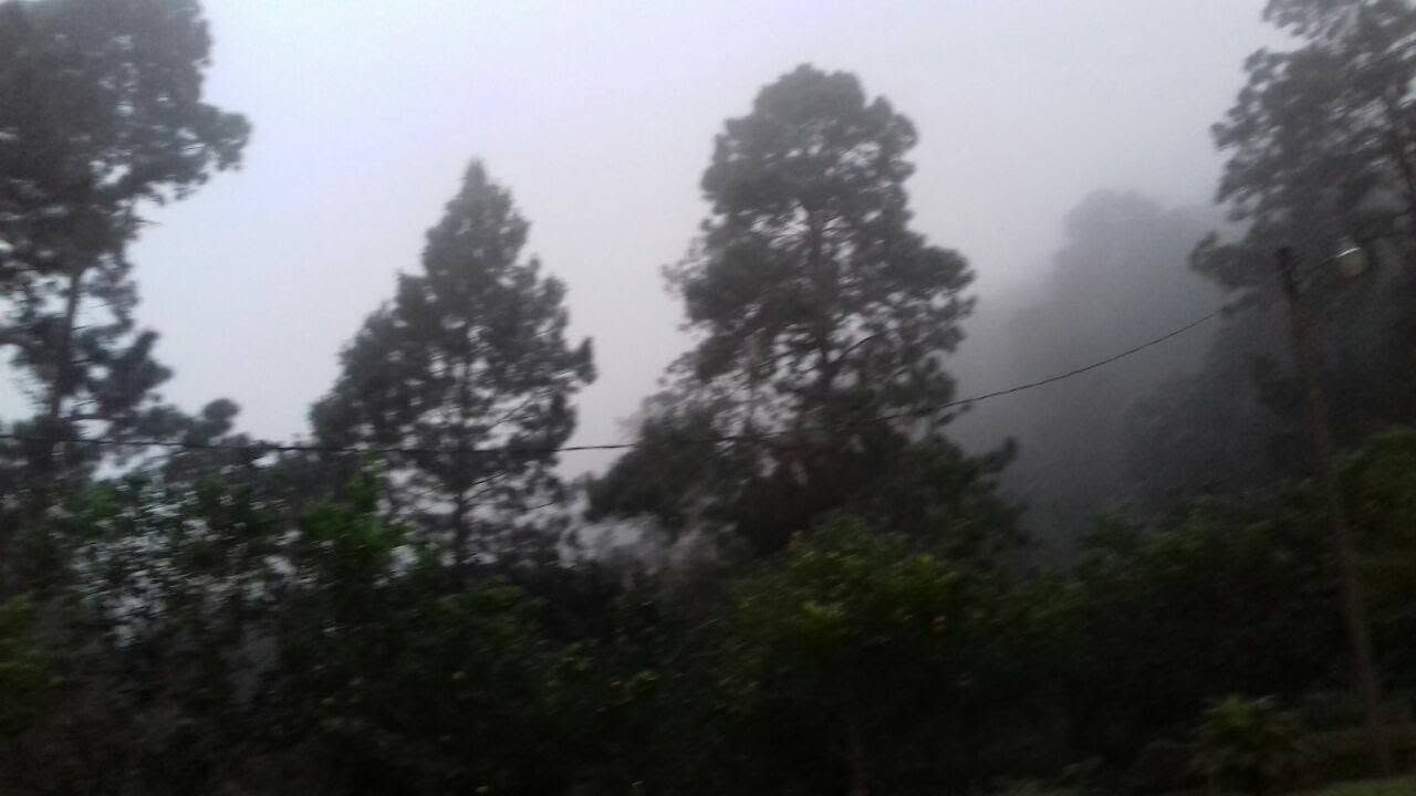 Pine trees in the mountain mist