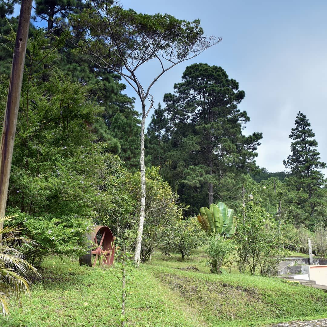 Forest trail