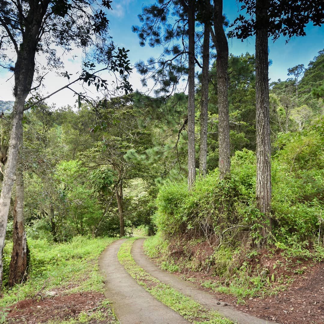 Two-track trail winding through tall pines
